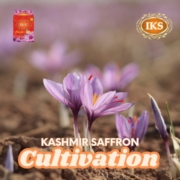 Exploring the Art of Kashmir Saffron Cultivation A Tradition of Excellence