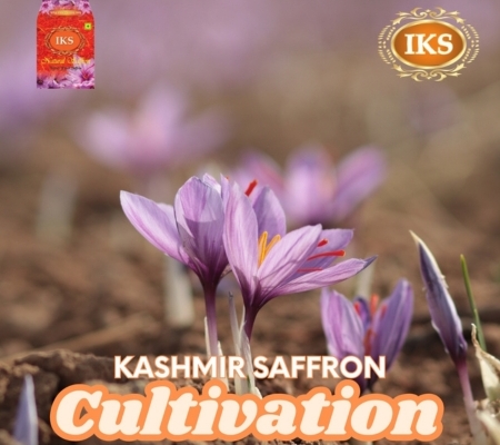 Exploring the Art of Kashmir Saffron Cultivation A Tradition of Excellence