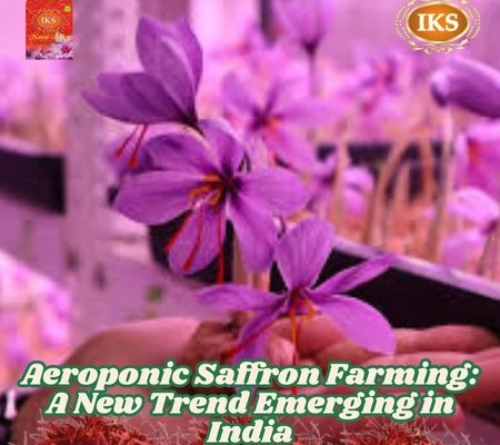 Aeroponic Saffron Farming A New Trend Emerging in India - Can It Compete with the Authentic Aroma of Kashmiri Kesar